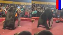 【衝撃映像】ロシアのサーカス パフォーマンス中の熊が調教師を襲う - トモニュース
