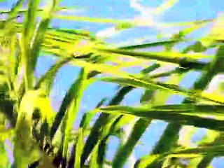 Lembranças da Liberdade - Rafael Jardim/BA