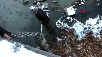Kars Çayı'na düşen köpeği kurtarma seferberliği