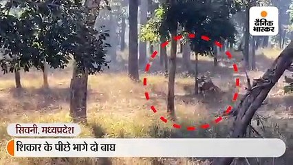 शिकार के पीछे भागे दो बाघ