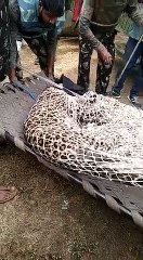 तेंदुए ने मचाया देवास में उत्पात, इंदौर चिड़ियाघर ले जाते समय हुई मौत