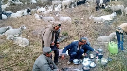 Difficult life of Gaddi in Himachal