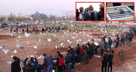 Şanlıurfa semalarında 'güvercin savaşları'