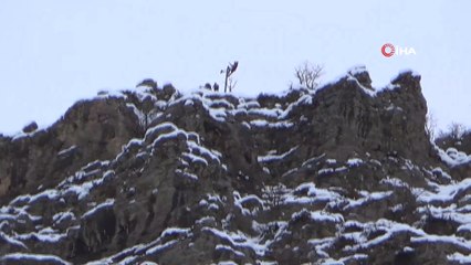 Kar yağdı Dicle Elektrik'in zorlu kış mesaisi başladı
