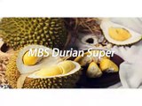 GROSIR, WA 0812-2707-5809, Benih Durian Asfa50 Lampung