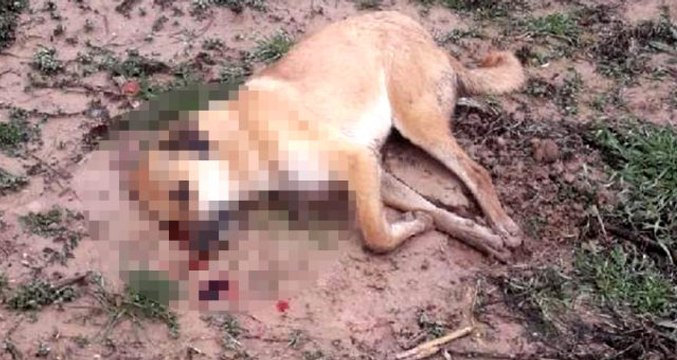 Köpekleri zehirleyip, döverek öldürdükten sonra koyun ve hindileri çaldılar