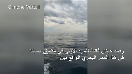 رصد حيتان قاتلة للمرة الأولى في مضيق مسينا