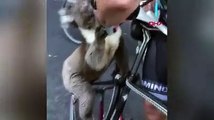 Sıcakta susuz kalan koalanın yardımına bisikletçiler yetişti