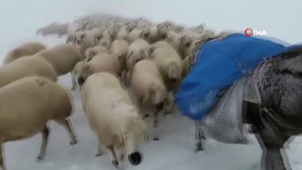 Koyunların zorlu kar yolculuğu çobanın kamerasına yansıdı
