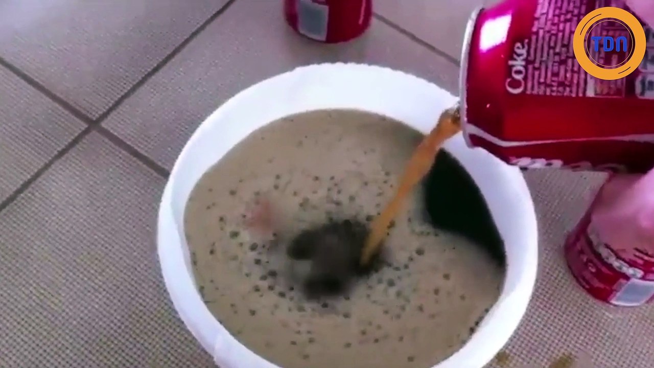 Il laisse un oeuf dans du soda pendant un an, découvrez le résultat très impressionnant !
