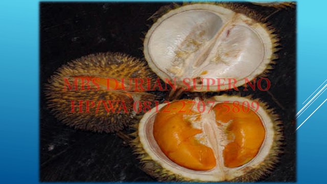 GROSIR, WA 0812-2707-5809, Bibit Durian Agar Cepat Besar Sulawesi Selatan