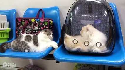 Two Cats Flirt At The Vets