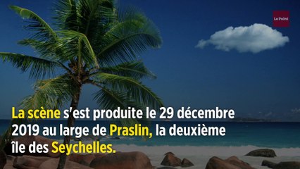 Seychelles : une touriste française mordue par un requin