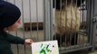 El oso panda pintor del zoo de Moscú causa furor entre los visitantes