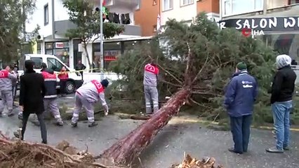 İstanbul’da şiddetli fırtına ağaçları devirdi