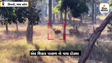 હરણનો શિકાર કરવા માટે બે વાઘે દોટ મૂકી, પર્યટકોએ રેકોર્ડ કરેલા વીડિયો વાઈરલ