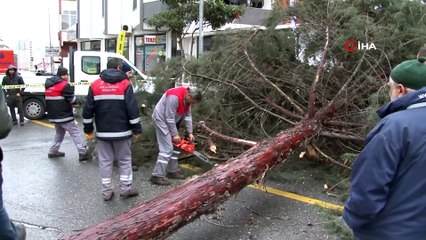 İstanbul’da Şiddetli Fırtına Ağaçları Devirdi