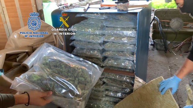 Desarticulada una organización dedicada a la recolecta de marihuana