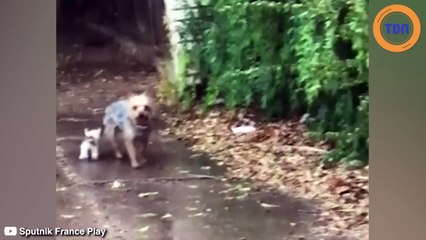 Elle voit son chien foncer sur un chaton et reste sans voix face à sa réaction