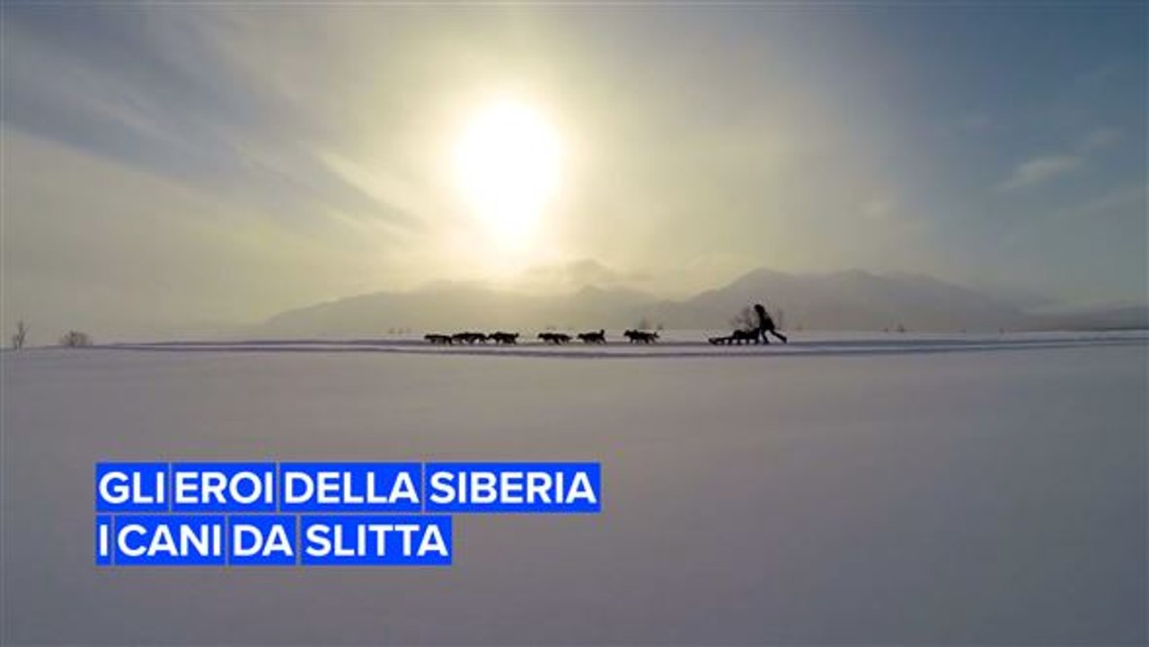 Il musher e le corse sottozero