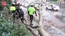 Taksim'de bir ağaç yola devrildi