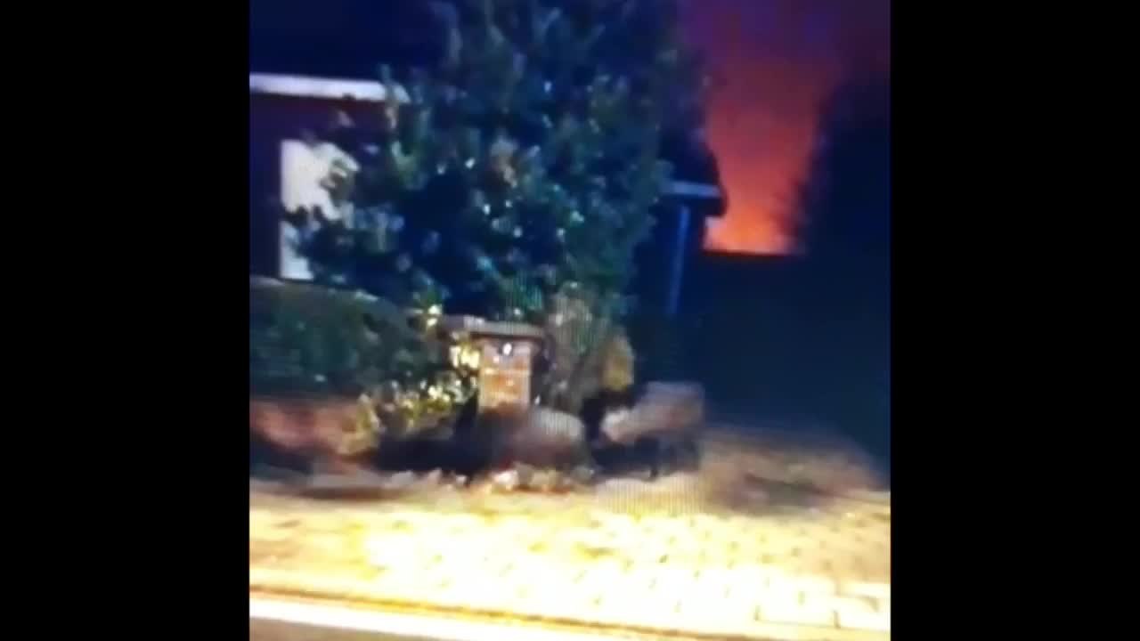 Des sangliers traversent la route à Petit-Rechain