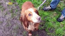 Dog Saved After Being Trapped in Lake for Five Hours