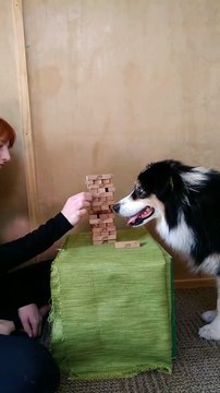 Cette chienne joue parfaitement au Jumana