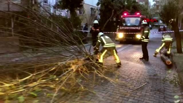 Avcılar'da rüzgarın etkisiyle ağaç yola devrildi