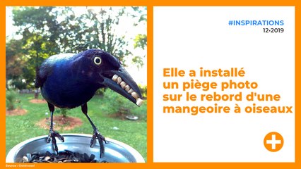 Elle a installé un piège photo sur le rebord d'une mangeoire à oiseaux