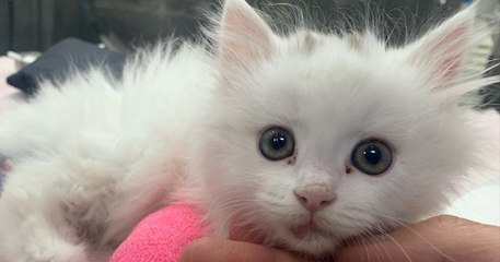 Ils consacrent leur vie pour sauver ces animaux abandonnés