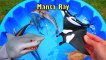 Learn Names Sea Animals For Kids New Toy Videos For Kids