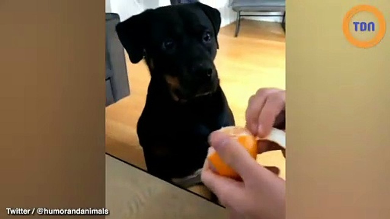 La réaction de cette chienne face à une clémentine a fait le buzz sur les réseaux sociaux
