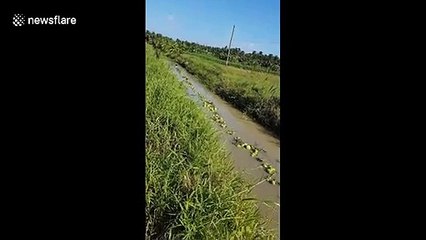 Vietnamese farmers transport thousands of coconuts on rural canal