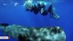 Video Captures Surprising Way Sperm Whales Sleep