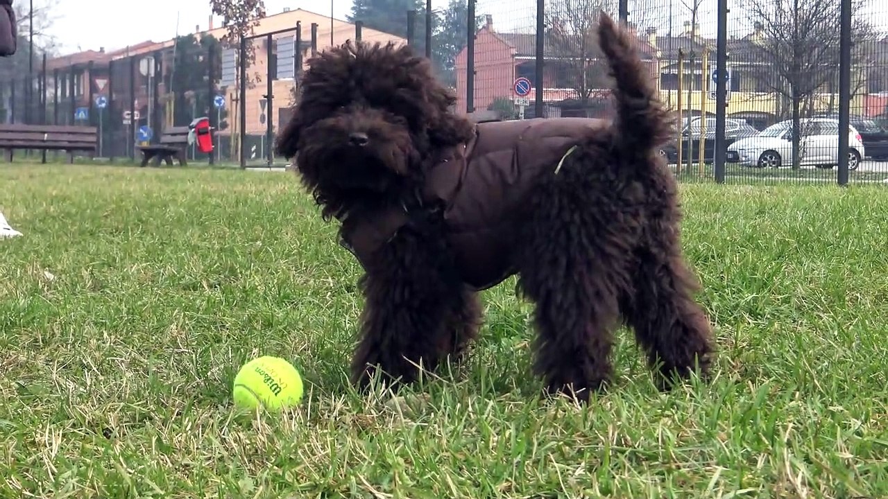 CAMILLO BARBONCINO TOY 5 MONTHS