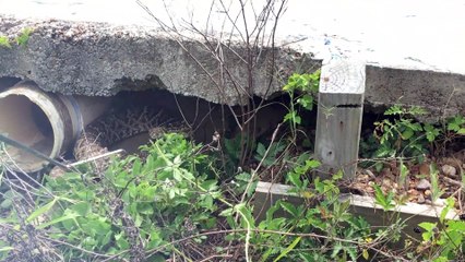 下载视频: Massive Rattlesnake with Venomous Bite