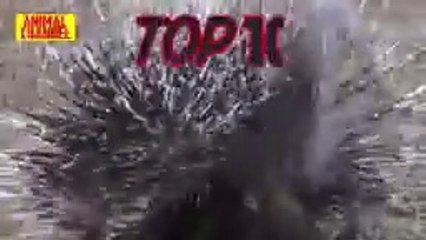 Top 10 Animal Attack FAILS 2019, The Best of Animals Fight Back Compilation