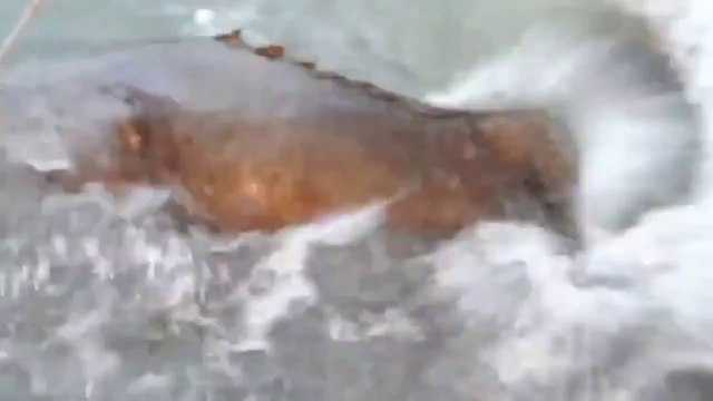 Ils attirent un véritable monstre au bout de leur fil de peche... mérou géant Grouper
