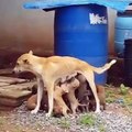Cette maman chien nourrit tout les chiots du quartier