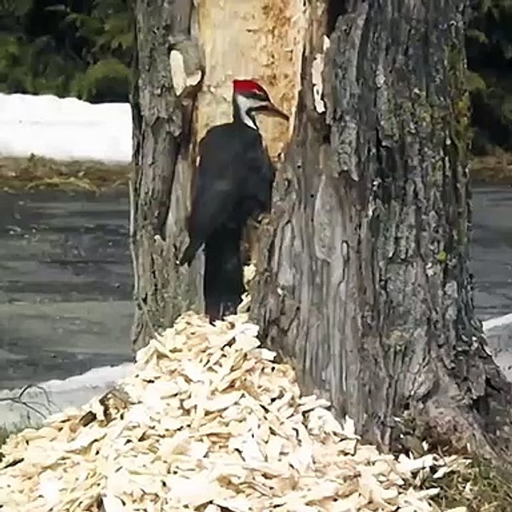Cet oiseau est bien décidé à faire tomber l'arbre à coup de bec