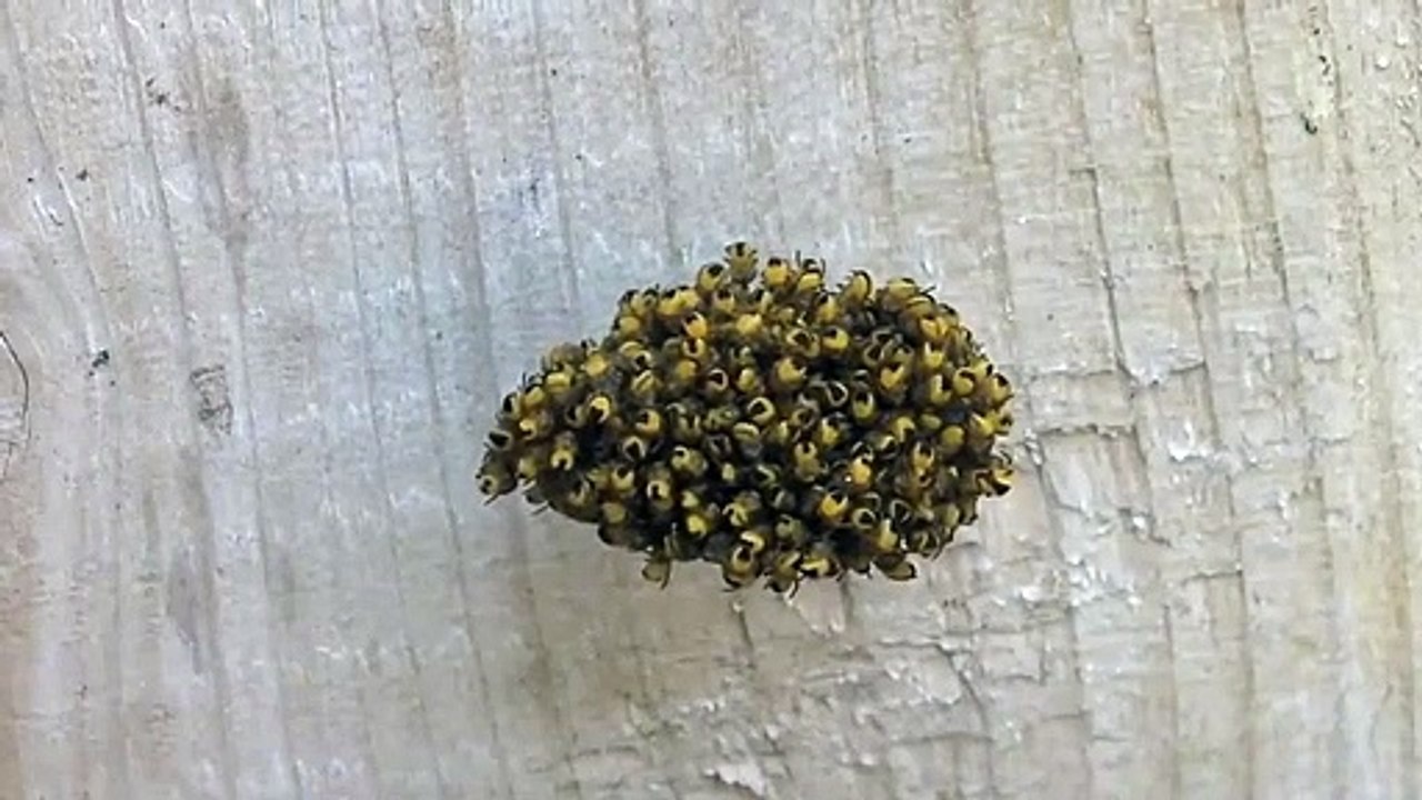 Vous pensez que c'est un petit tas de graines de maïs??? pas du tout