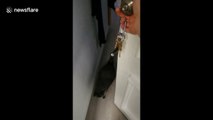 Cat adorably greets his owner at the door every day