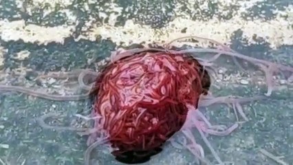 Captan a este espeluznante 'monstruo de alcantarilla' hecho de un amasijo de gusanos pulsantes