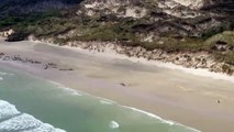Más de 140 ballenas aparecen muertas en las costas de Nueva Zelanda