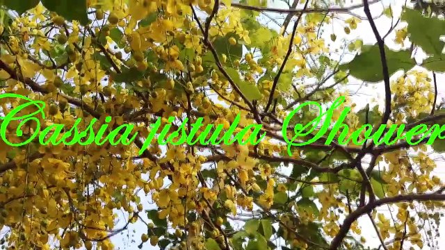 Golden Flower Tree | Cassia Fistula | সোনালি বা বাঁদরলাঠি গাছ