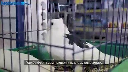 La paloma con el ala fracturada acude por sí misma a la clínica veterinaria para que la curen