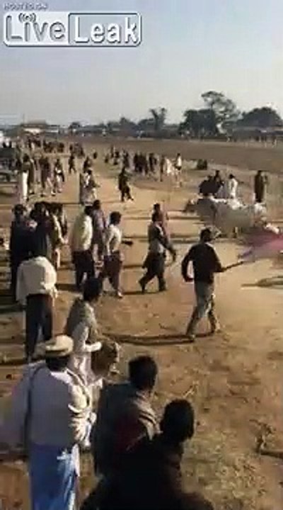 2 vaches détruisent tout sur leur chemin dans ce village !