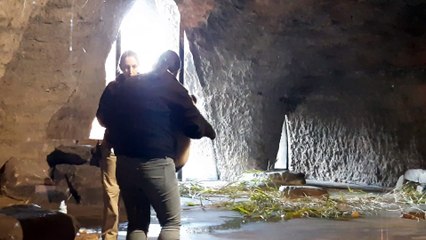 Bébés Panda Pairi Daiza