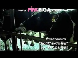 A Lonely Cow Weeps At Dawn